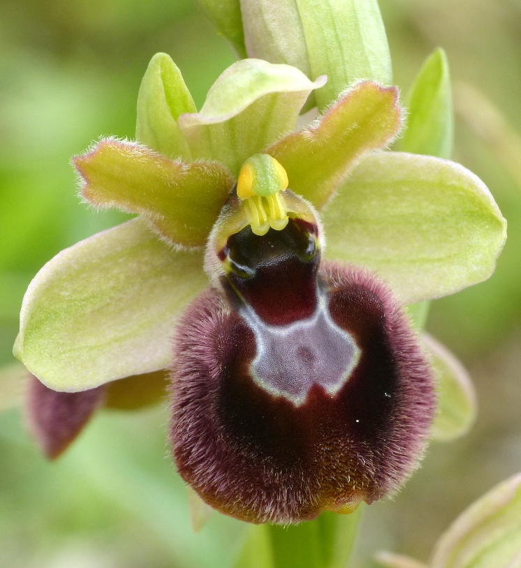 Primi di maggio 2015; alcuni ibridi di Ophrys nel Lazio.